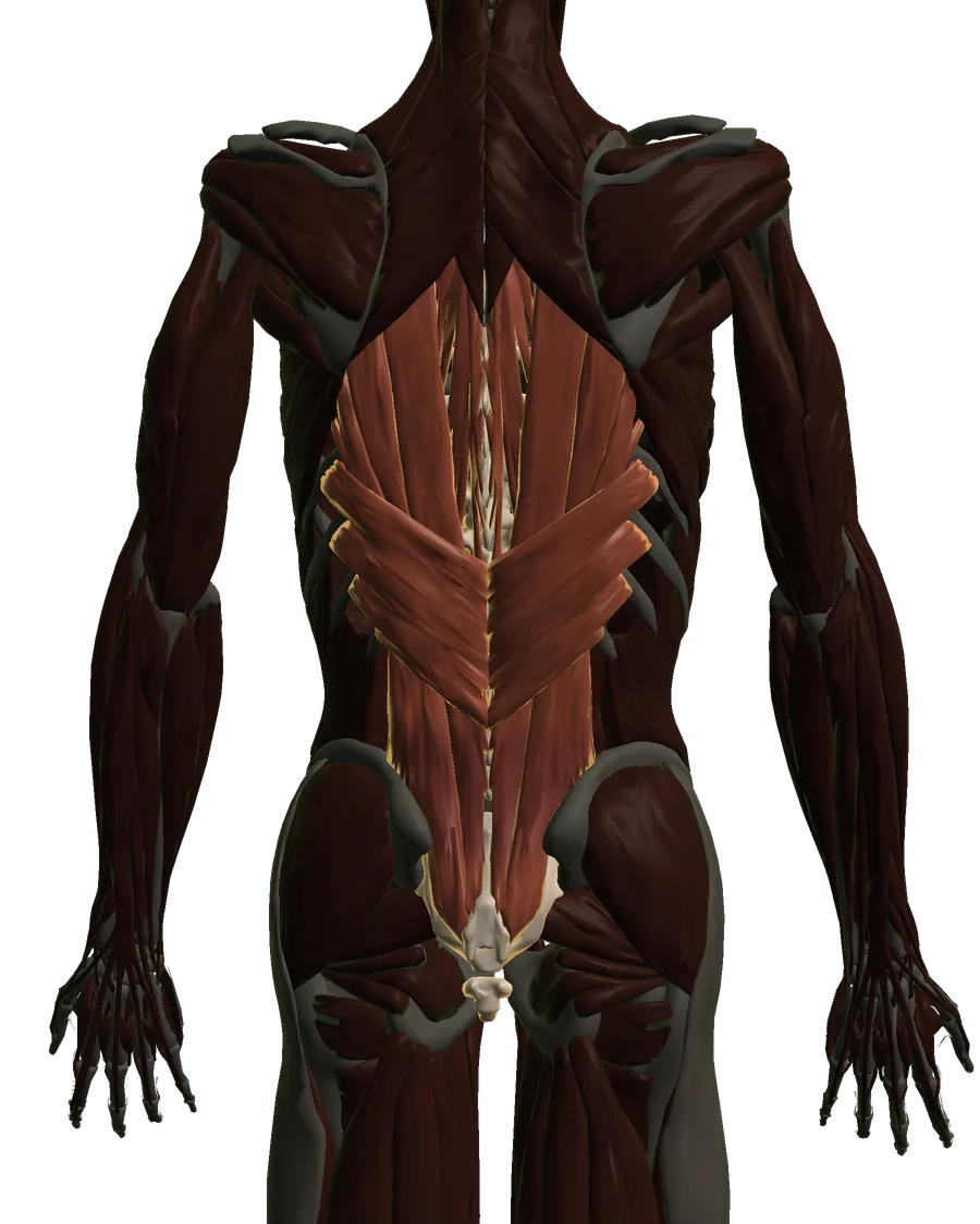 Anatomical model: back & spine, viewed from behind