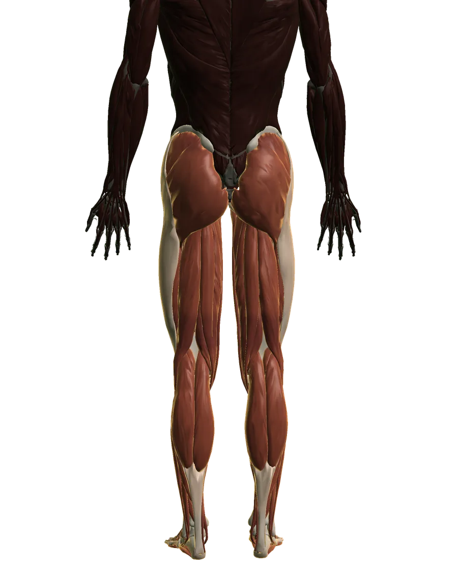 Anatomical model: lower limb & joints, viewed from behind