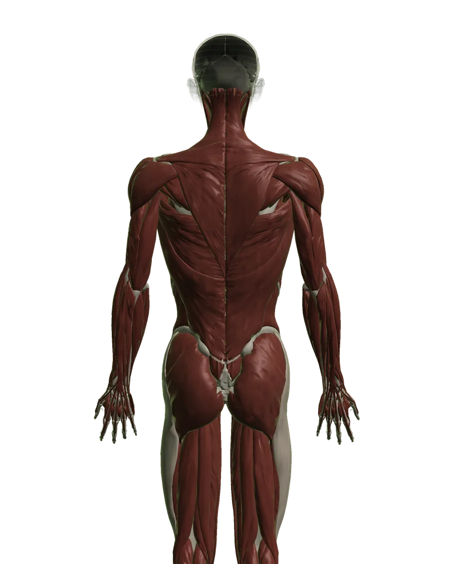 Anatomical model: the muscular system, viewed from behind