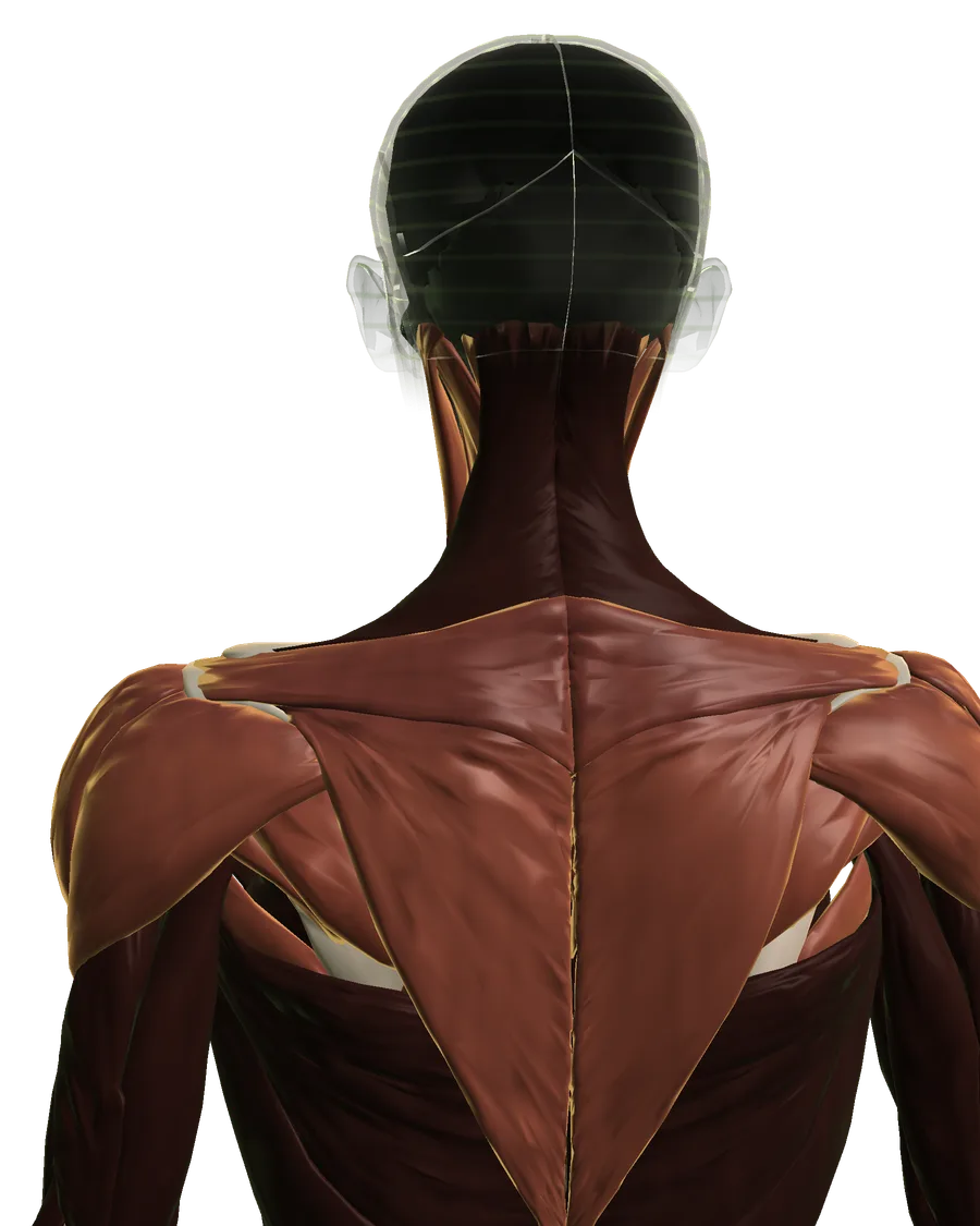 Anatomical model: neck & shoulder, viewed from behind
