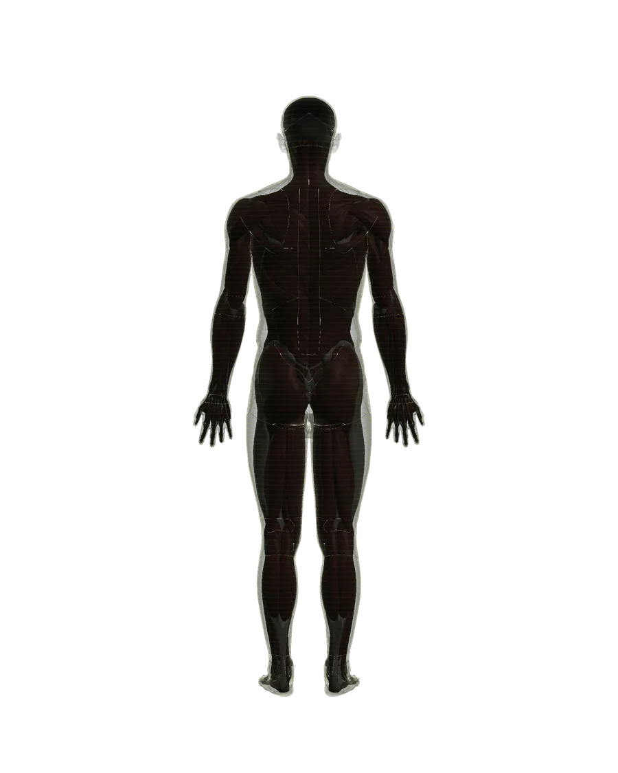 Anatomical model: the complete body, viewed from behind